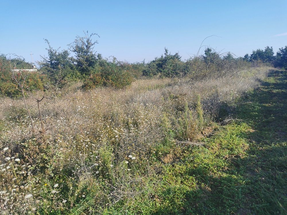 Land u Vižinadi, 2756m²