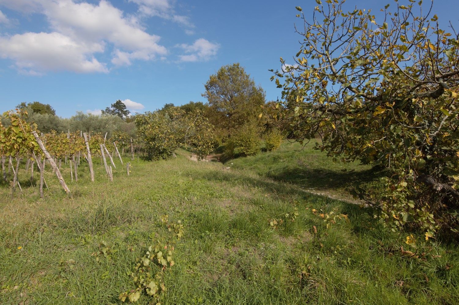 Terreno u Buzetu, 2075m²