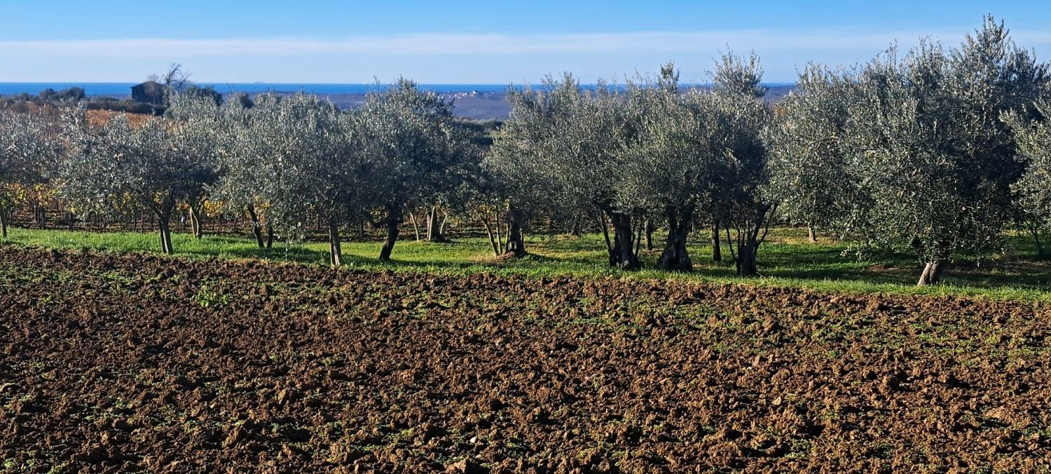 Land u Vižinadi, 1583m², slika 3