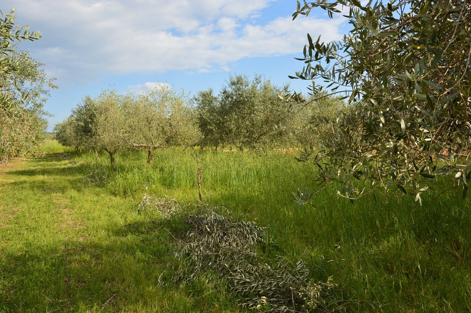 Terreno u Višnjanu, 1277m²
