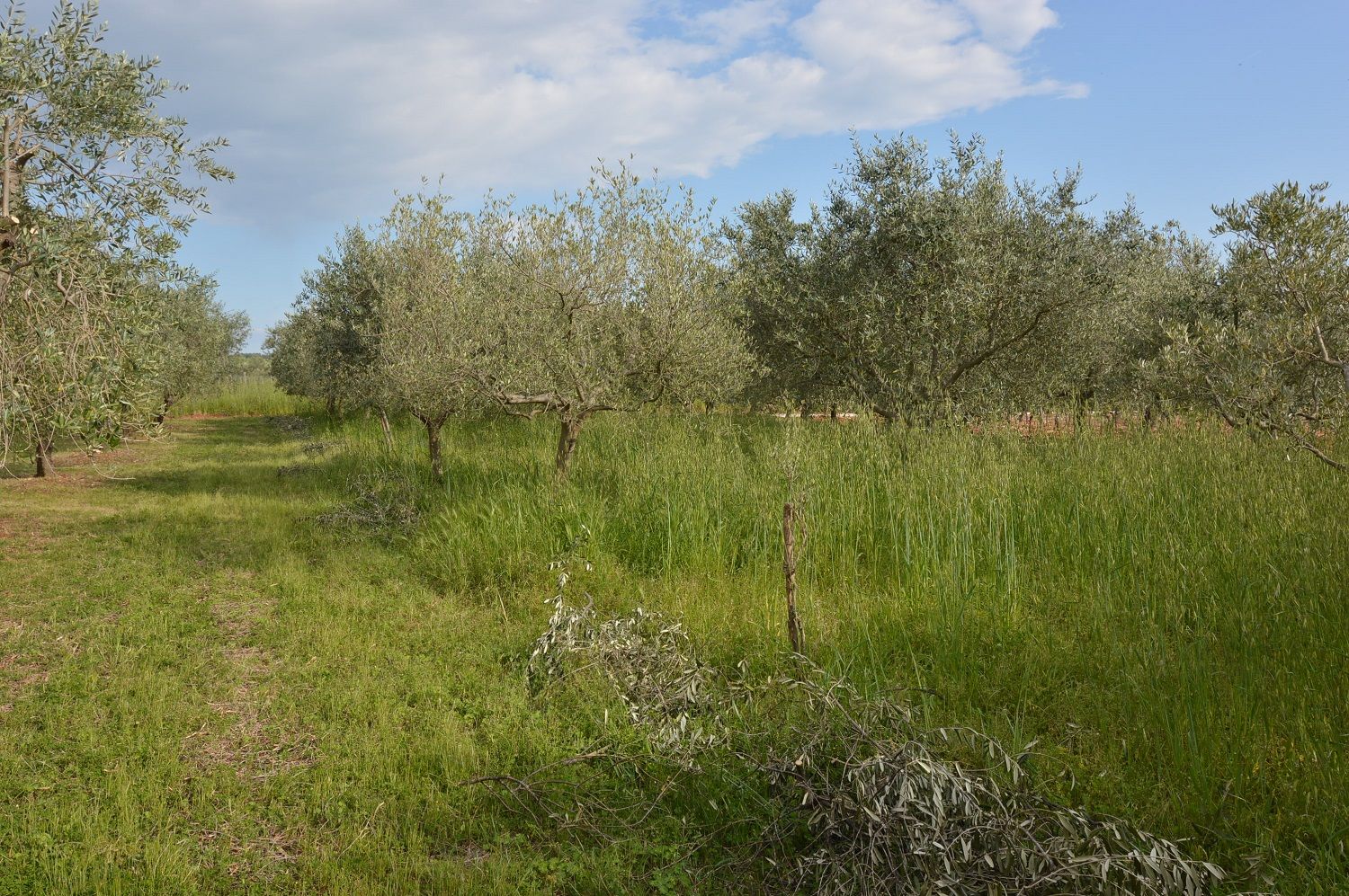 Terreno u Višnjanu, 1277m², slika 2