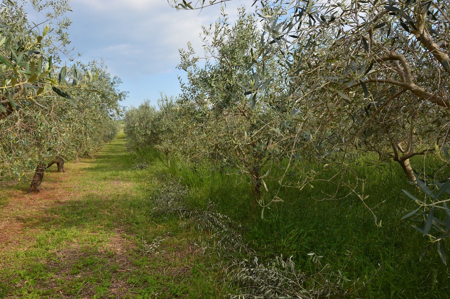 Terreno u Višnjanu, 1277m², slika 4