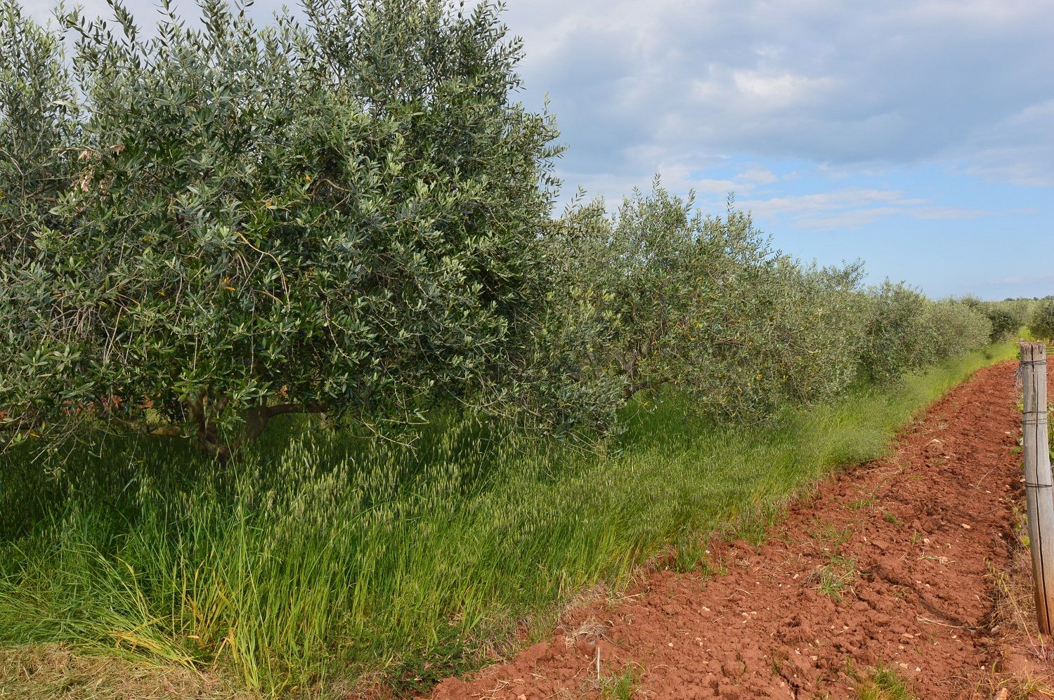 Terreno u Višnjanu, 1277m², slika 5