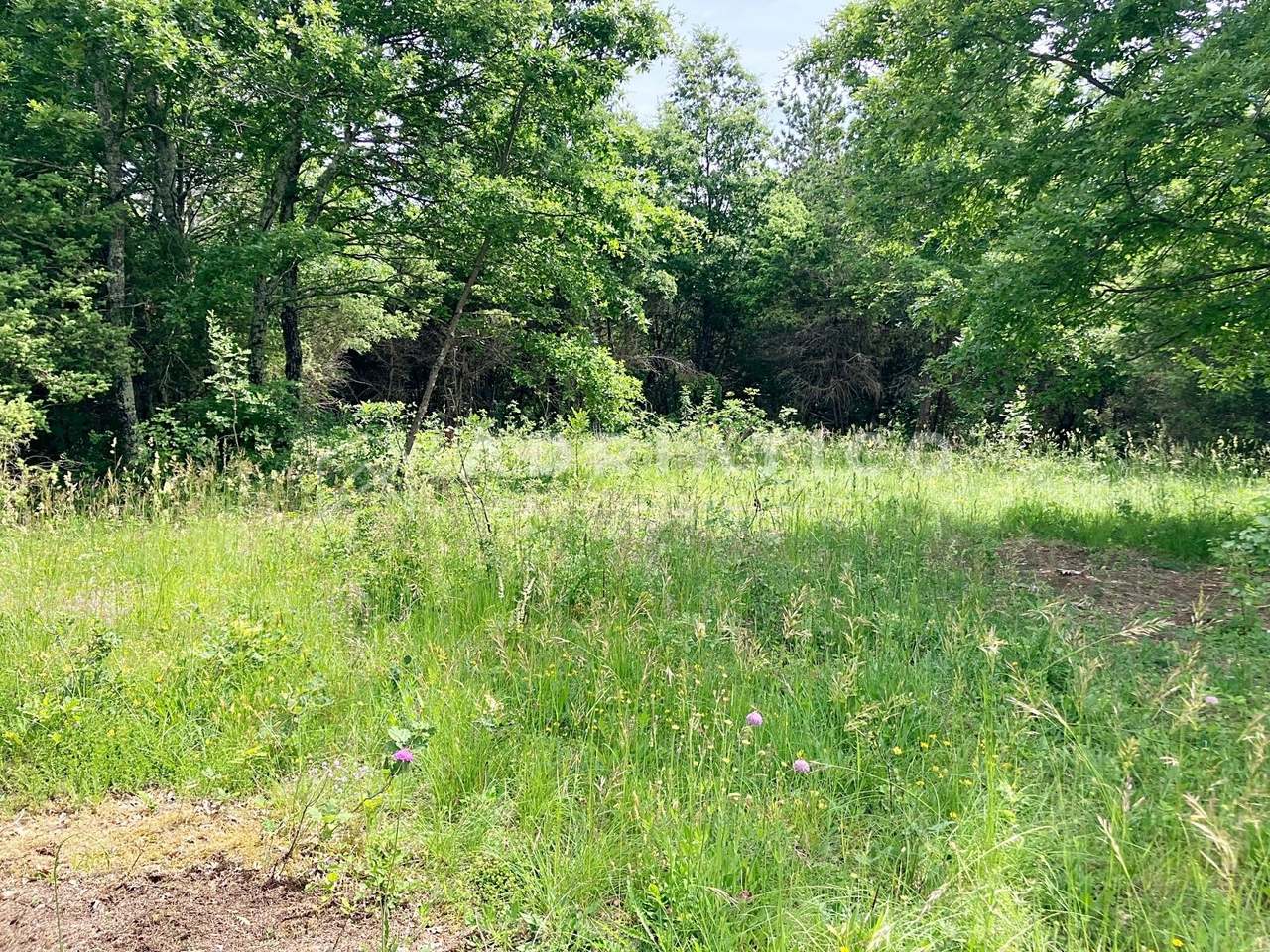 Land u Kanfanaru, 12171m², slika 2