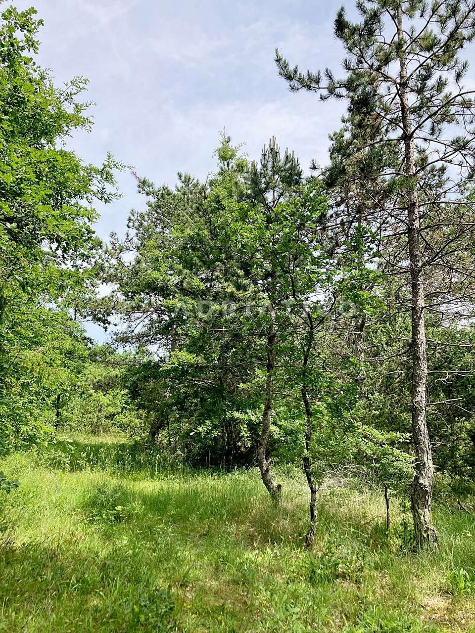Land u Kanfanaru, 12171m², slika 4