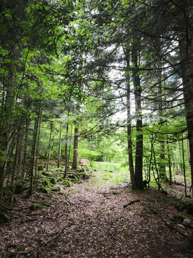 Terreno u Vrbovsku, 31323m², slika 4