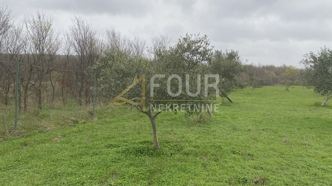 Land u Kanfanaru, 13301m², slika 4