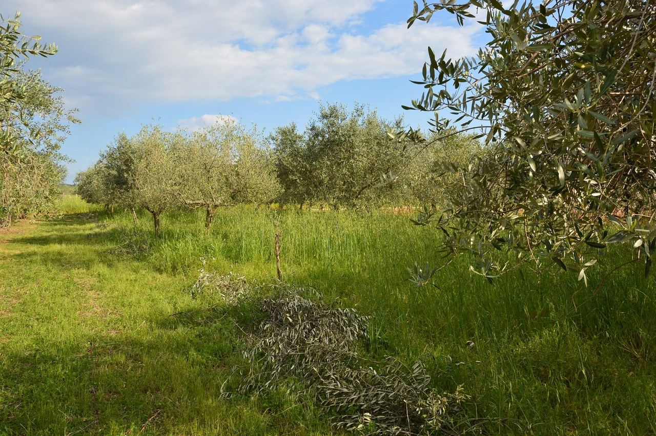 Grundstück u Višnjanu, 1277m²