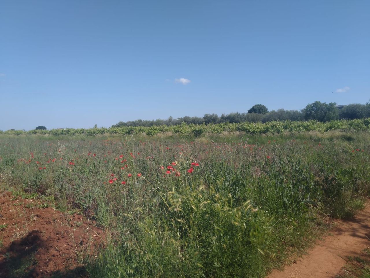 Land u Kaštelir-Labinciu, 1429m², slika 5