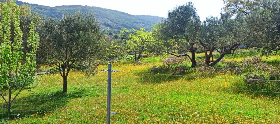Zemljište u Tribunju, 1132m², 2 sobe, slika 2