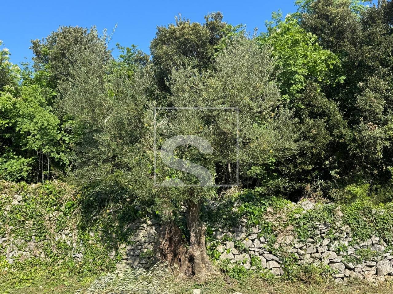 Terreno u Marčani, 5028m², slika 4