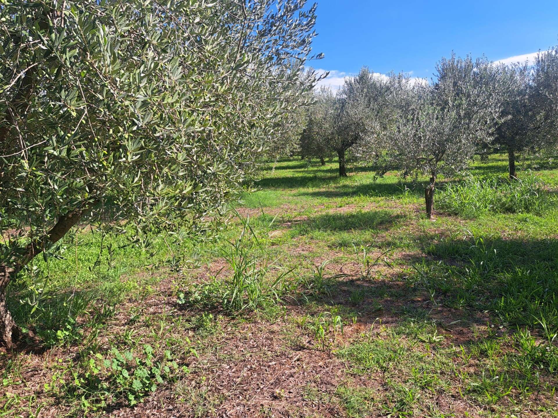 Land u Tar-Vabrizi, 7702m²