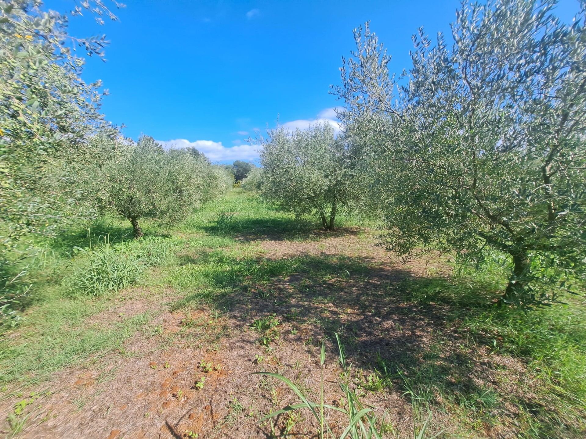 Land u Tar-Vabrizi, 7702m², slika 2