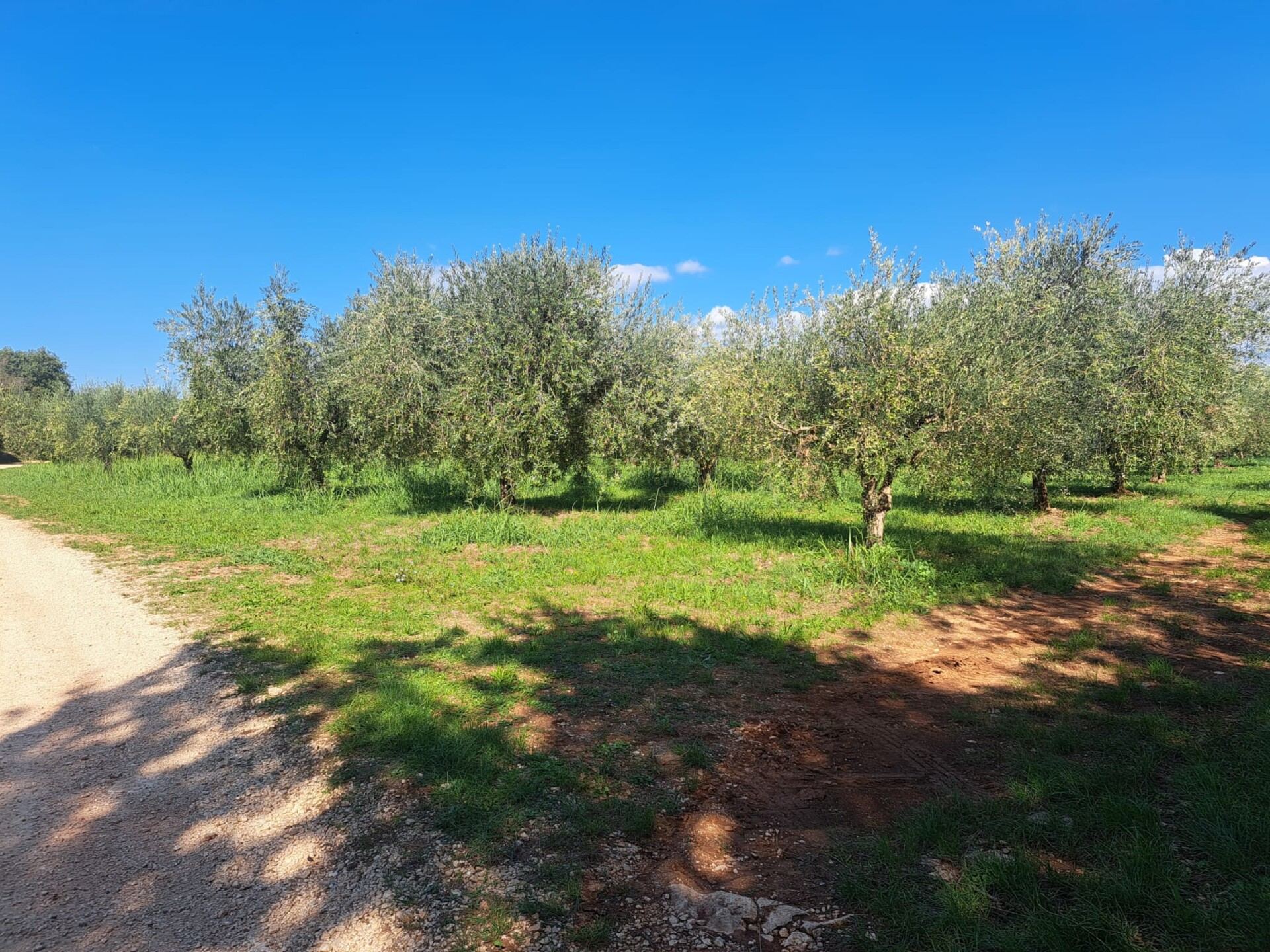Land u Tar-Vabrizi, 7702m², slika 3