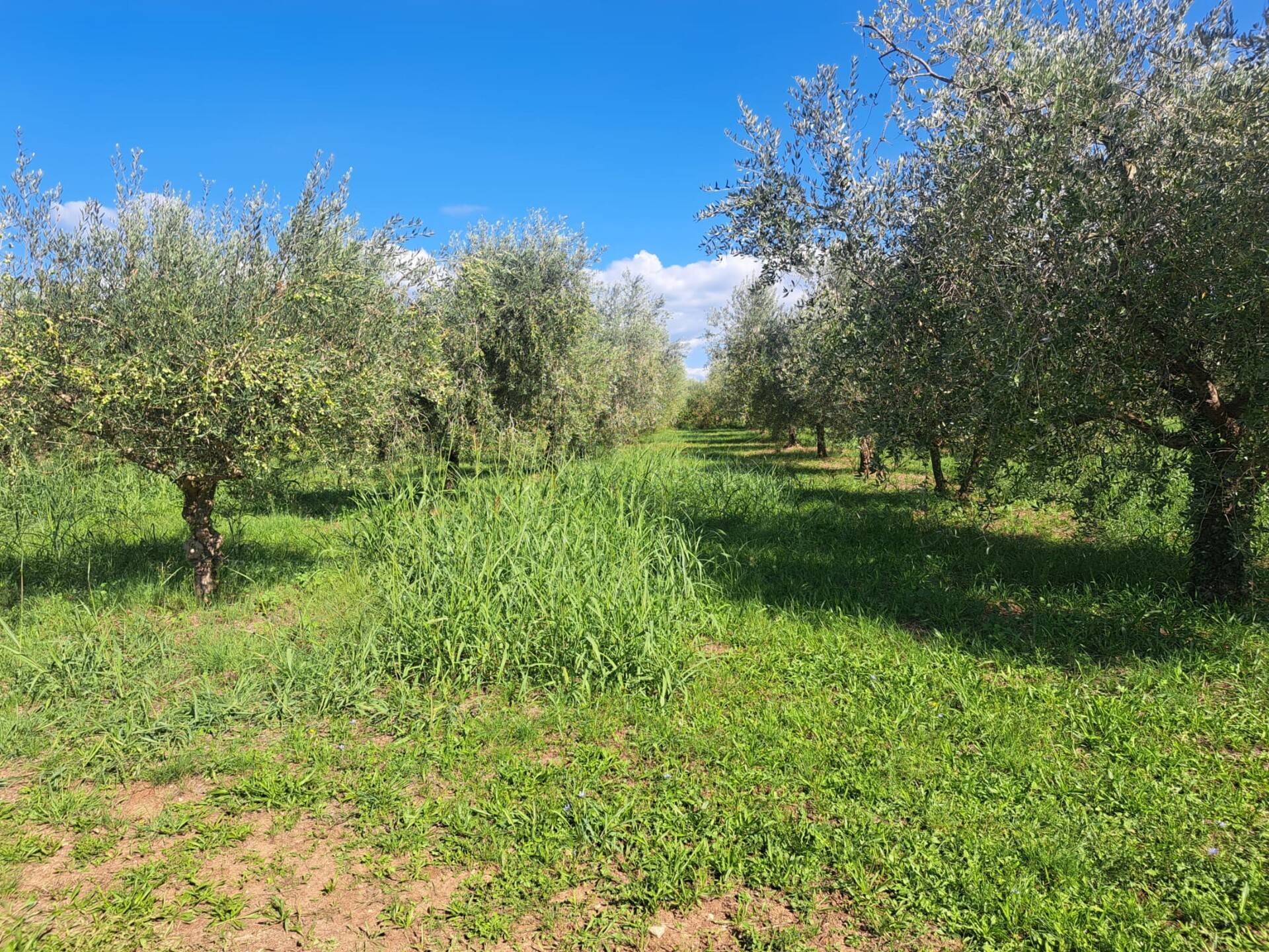 Land u Tar-Vabrizi, 7702m², slika 5