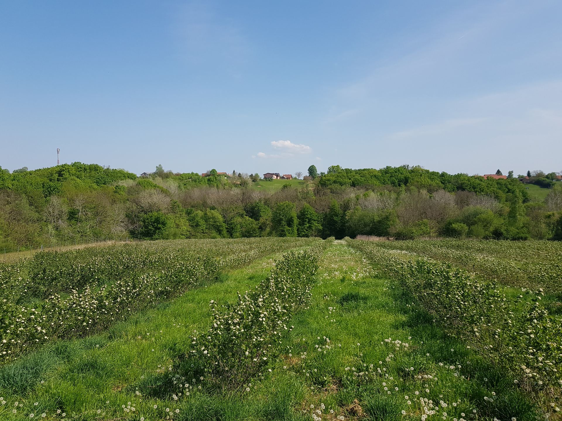 Terreno u Ivanić-Gradu, 76m²