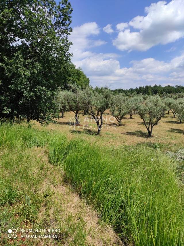 Zemljište u Poreču, 3276m², slika 3