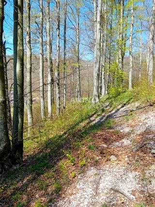 Land u Jelenju, 11570m², slika 3
