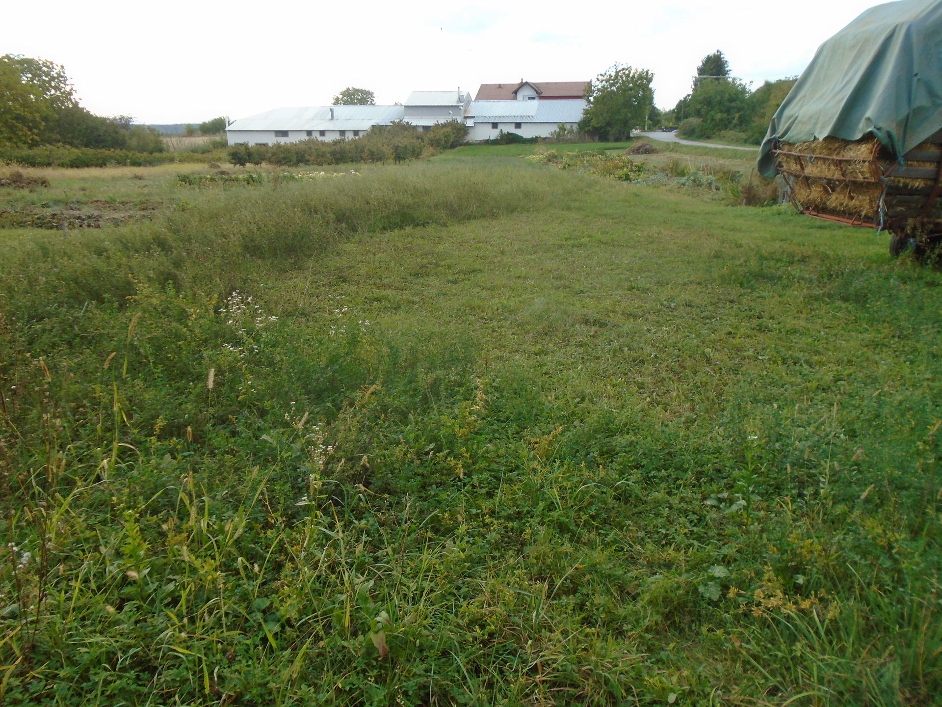 Zemljište u Daruvaru, 1219m²