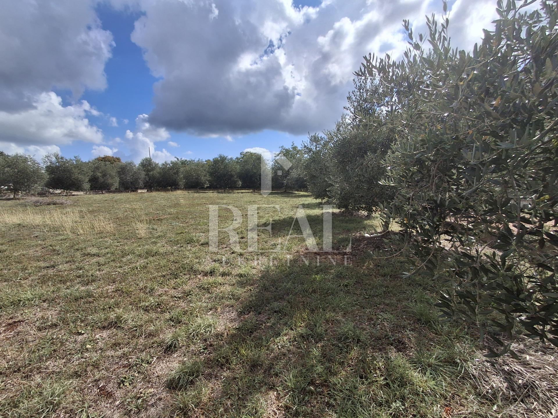 Terreno u Marčani, 1025m², slika 2